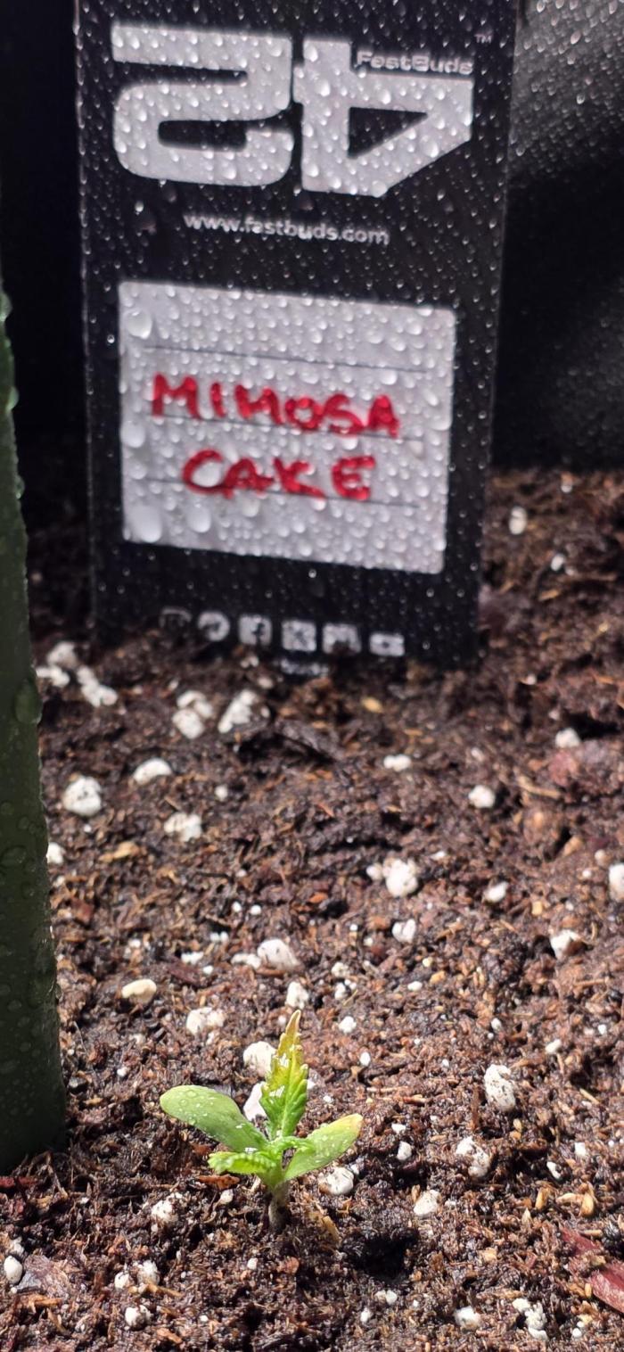 Mimosa Cake Auto. Week 0 - 3 Tage für die Keimung vom Papiertuch in die Erde