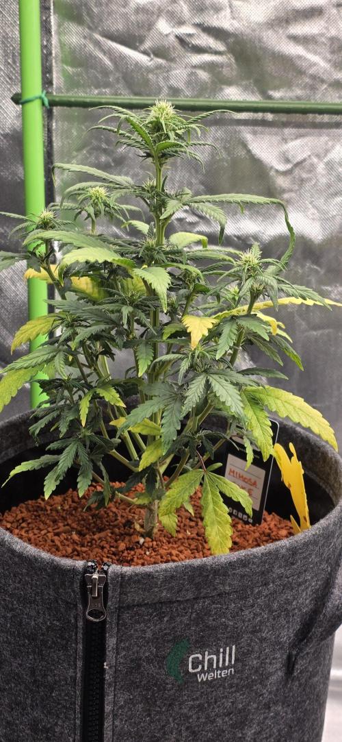 Mimosa Cake Auto. Week 6 - So hab ich sie nach ca 4 Wochen Urlaub, totz Betreuung, vorgefunden.