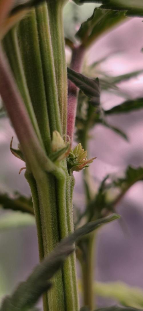 Mimosa Cake Auto. Week 6 - Gezwittert hat sie leider auch noch...