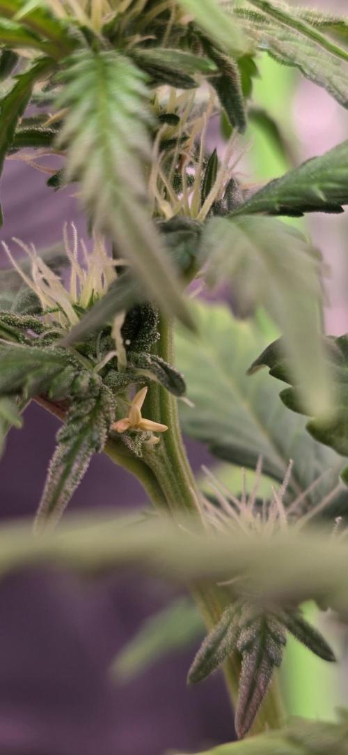 Mimosa Cake Auto. Week 6 - Hab alle Bananen entfernt...