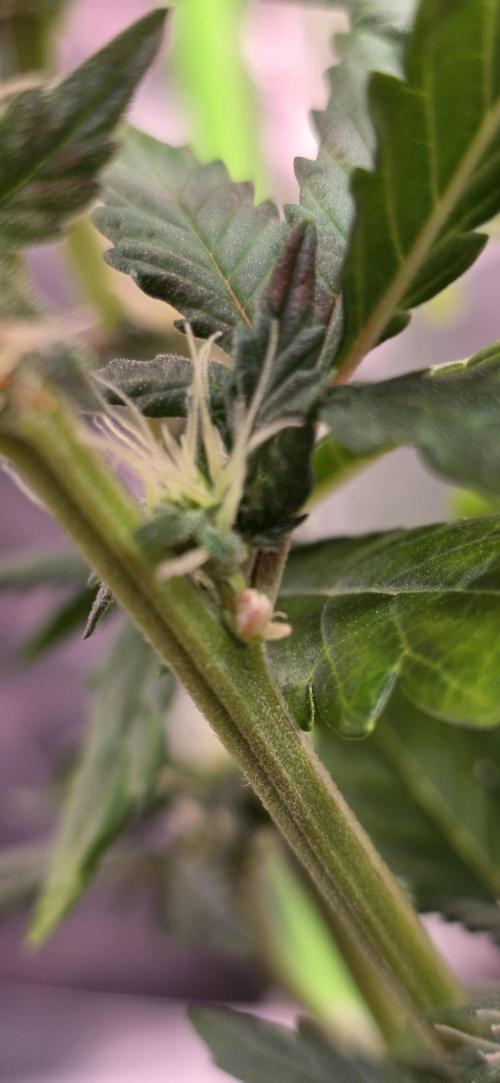 Mimosa Cake Auto. Week 6 - Hoffe das geht nochmal gut...