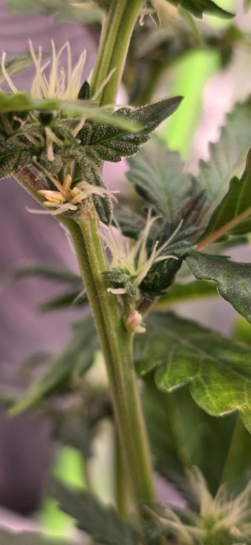 Mimosa Cake Auto. Week 6 - Zum Glück nicht ganz so viele...