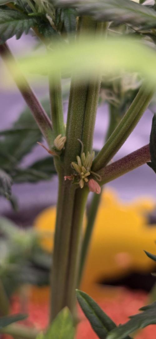 Mimosa Cake Auto. Week 6 - Zitter bei ner Automatik...tztztz