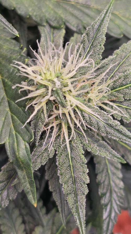 Mimosa Cake Auto. Week 7