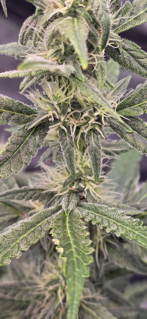 Mimosa Cake Auto. Week 7