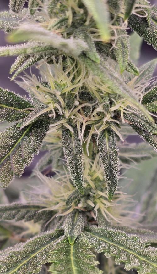 Mimosa Cake Auto. Week 7