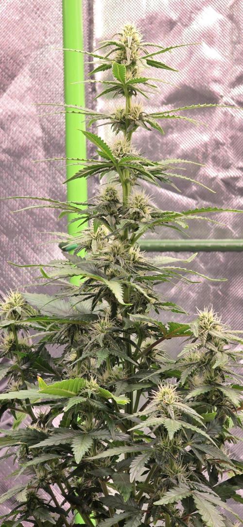 Mimosa Cake Auto. Week 7