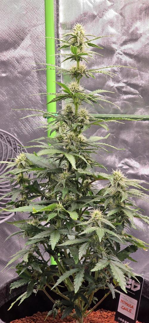 Mimosa Cake Auto. Week 7