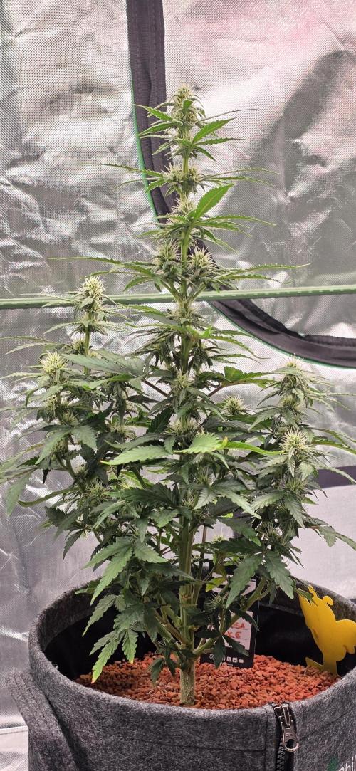 Mimosa Cake Auto. Week 7