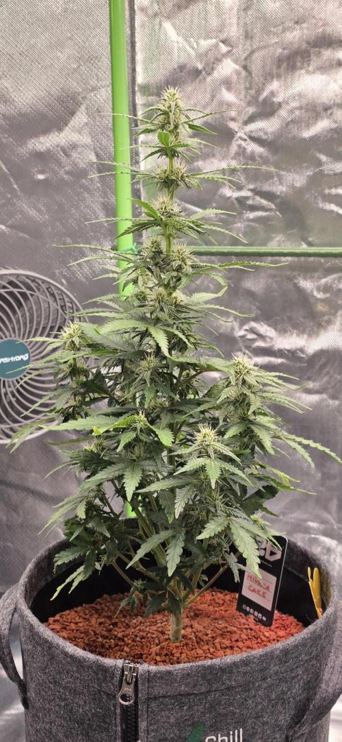 Mimosa Cake Auto. Week 7