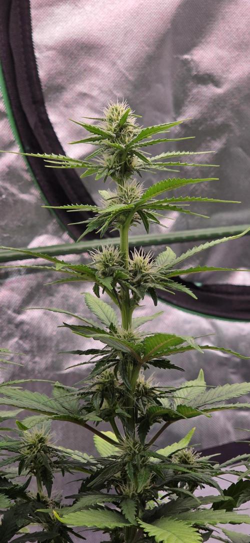 Mimosa Cake Auto. Week 7