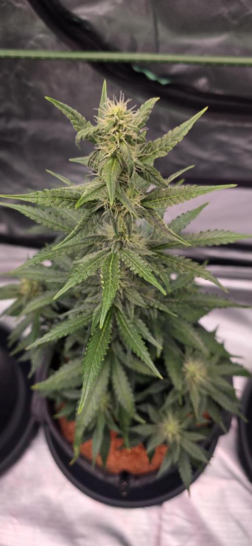 Mimosa Cake Auto. Week 7