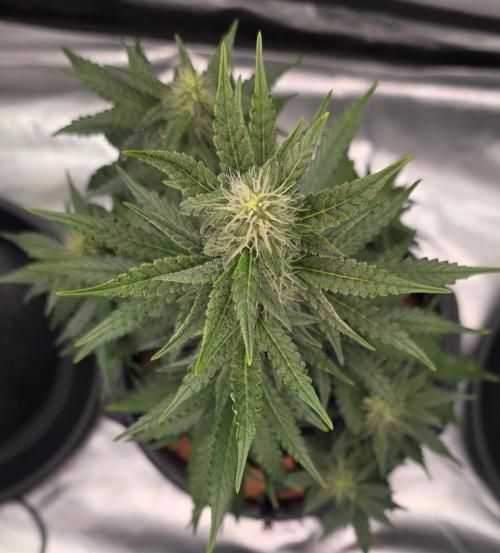 Mimosa Cake Auto. Week 7
