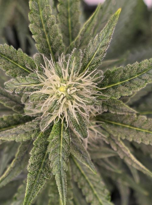 Mimosa Cake Auto. Week 7