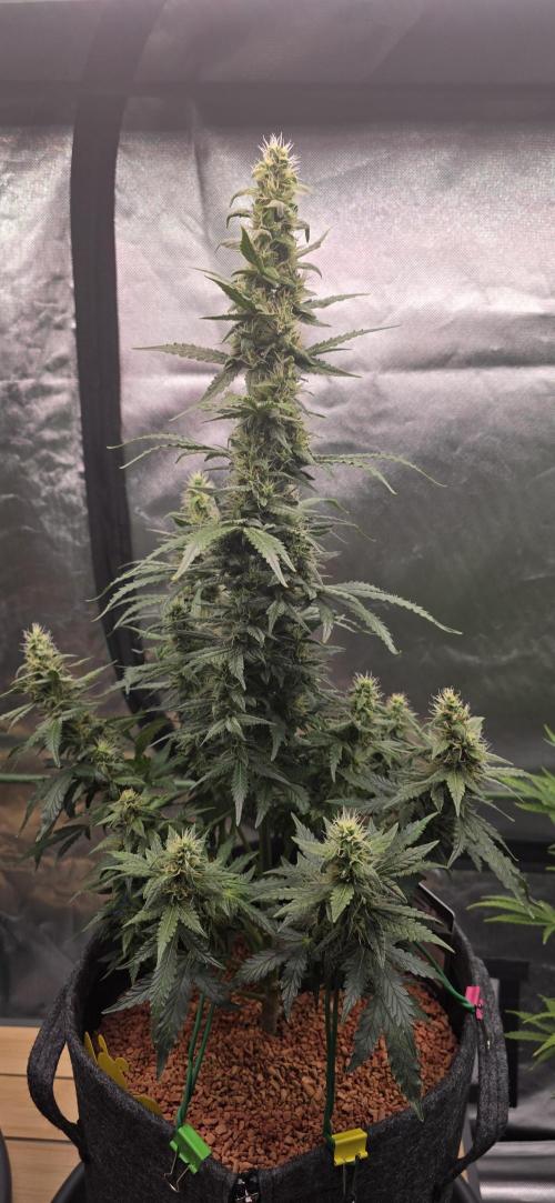 Mimosa Cake Auto. Week 8