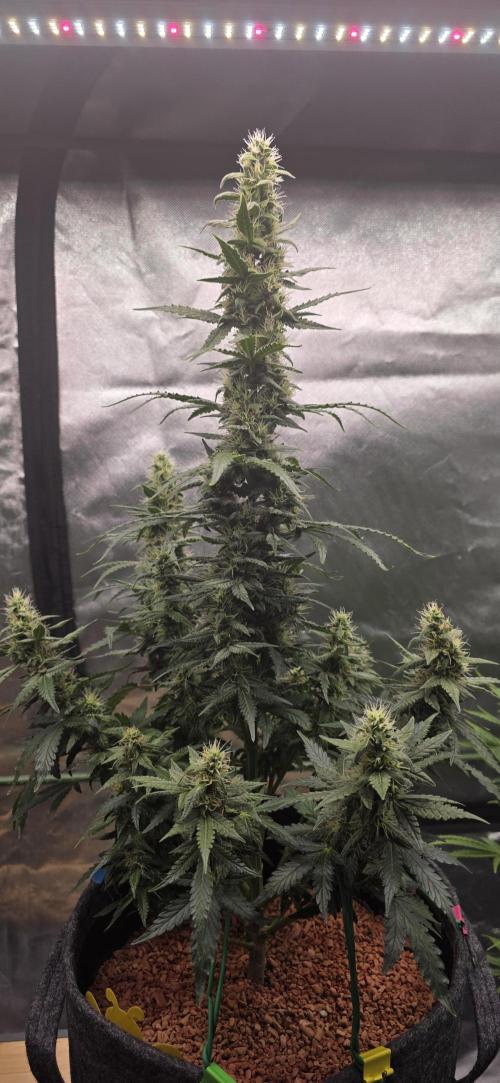 Mimosa Cake Auto. Week 8