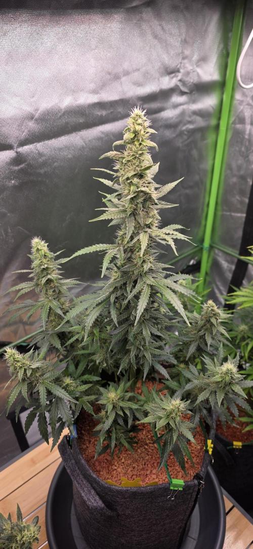 Mimosa Cake Auto. Week 8