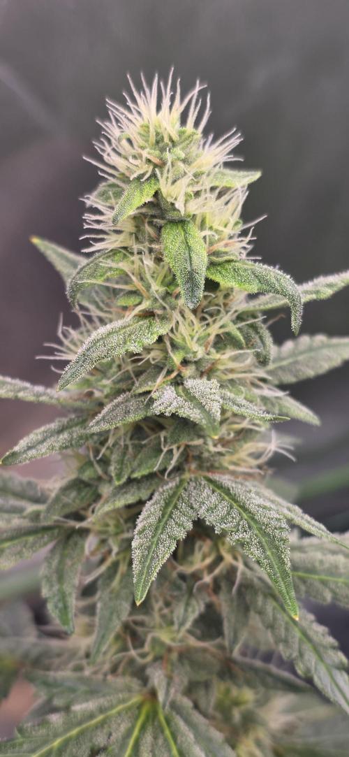 Mimosa Cake Auto. Week 8