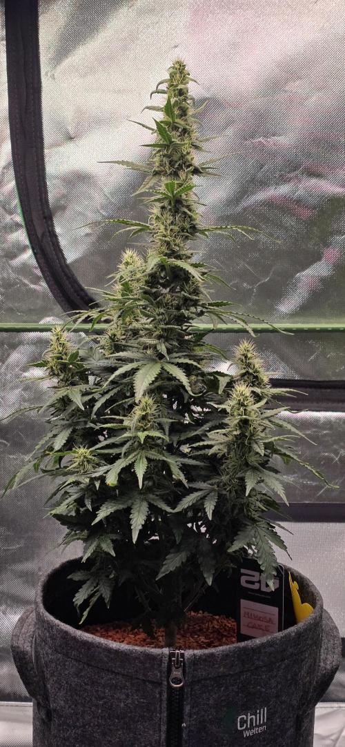 Mimosa Cake Auto. Week 8