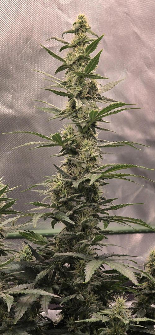 Mimosa Cake Auto. Week 8