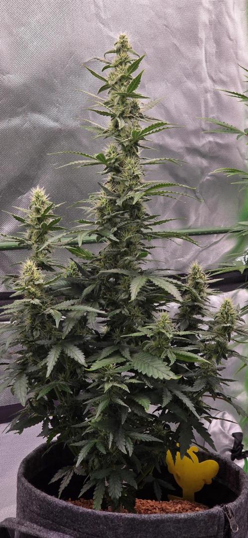 Mimosa Cake Auto. Week 8