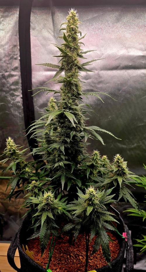 Mimosa Cake Auto. Week 8