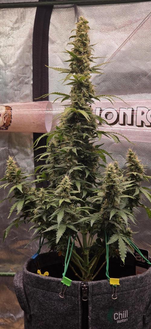 Mimosa Cake Auto. Week 9