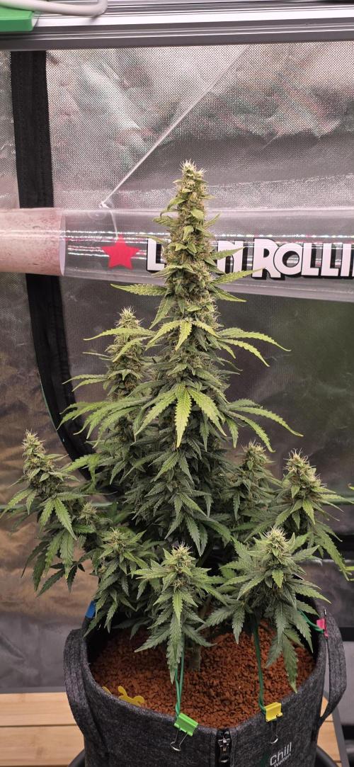 Mimosa Cake Auto. Week 9