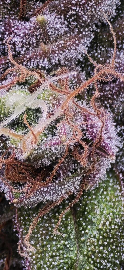 Mimosa Cake Auto. Week 10