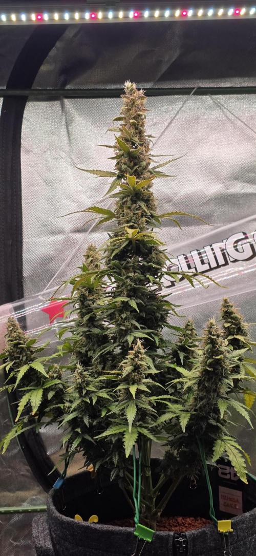 Mimosa Cake Auto. Week 10