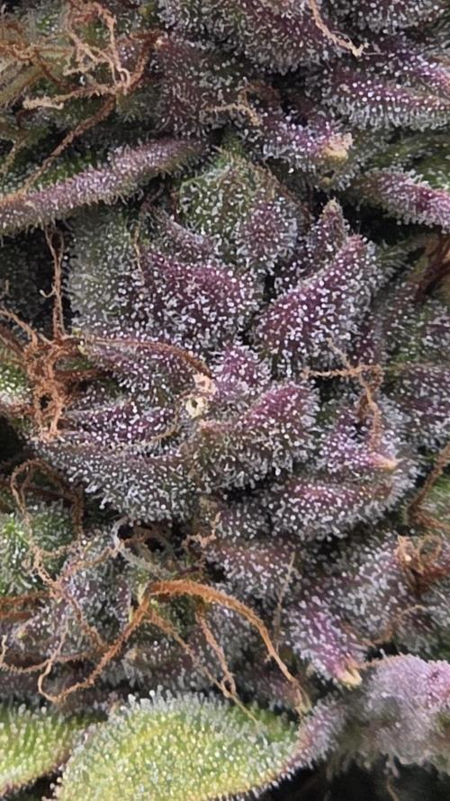 Mimosa Cake Auto. Week 10