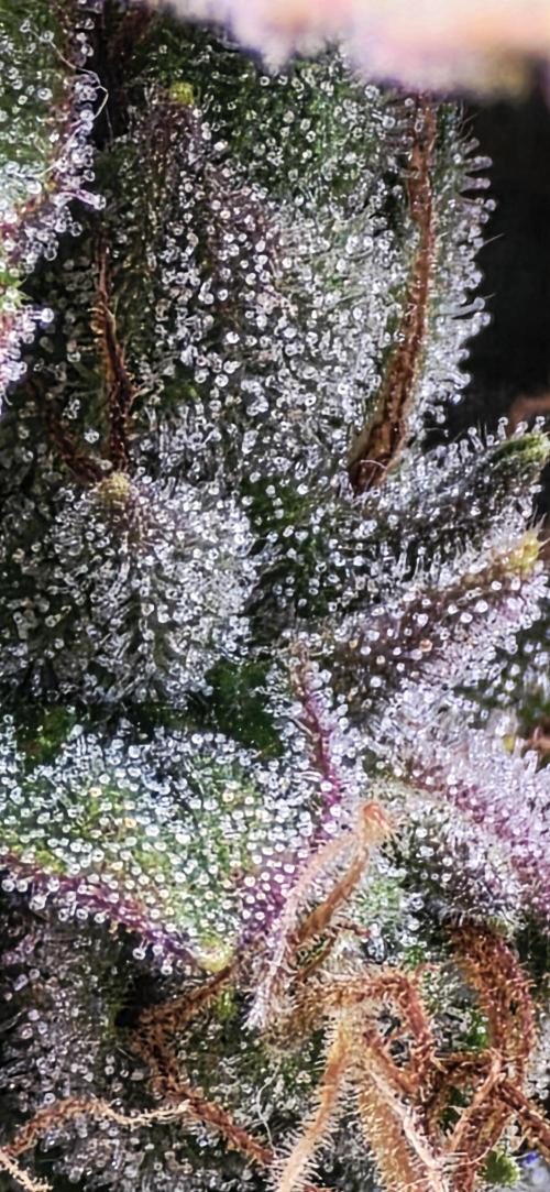 Mimosa Cake Auto. Week 10