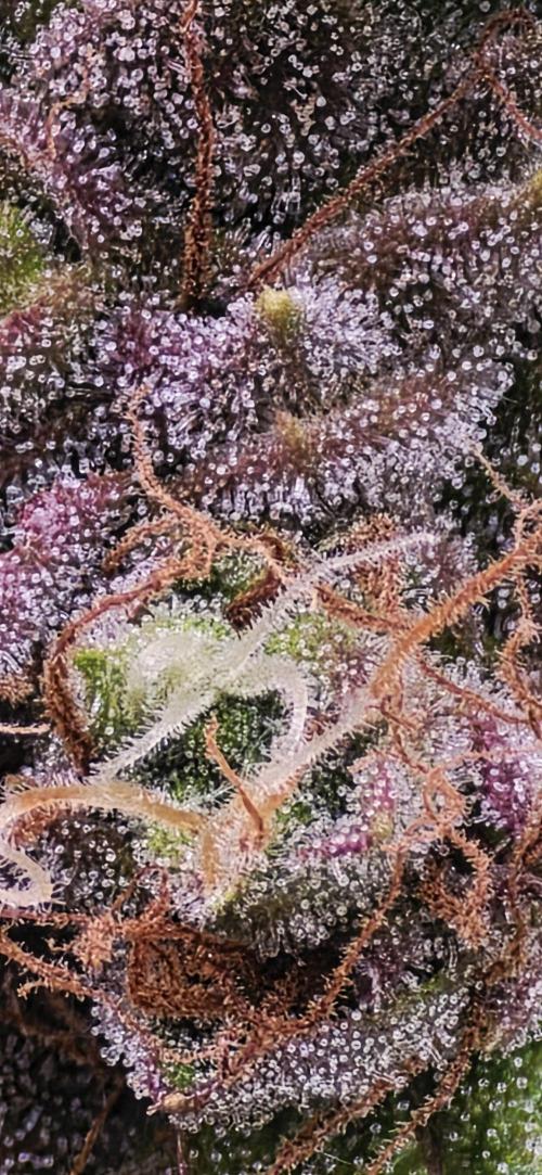 Mimosa Cake Auto. Week 10