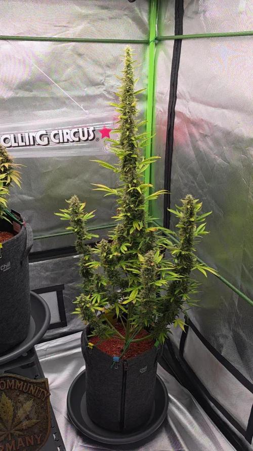 Mimosa Cake Auto