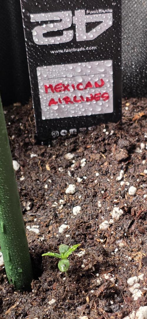 Mexican Airlines Auto. Week 6