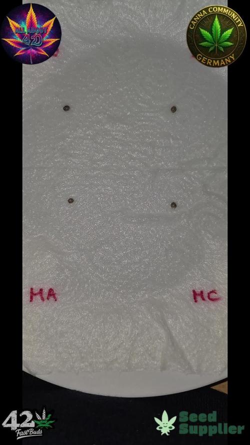 Mexican Airlines Auto