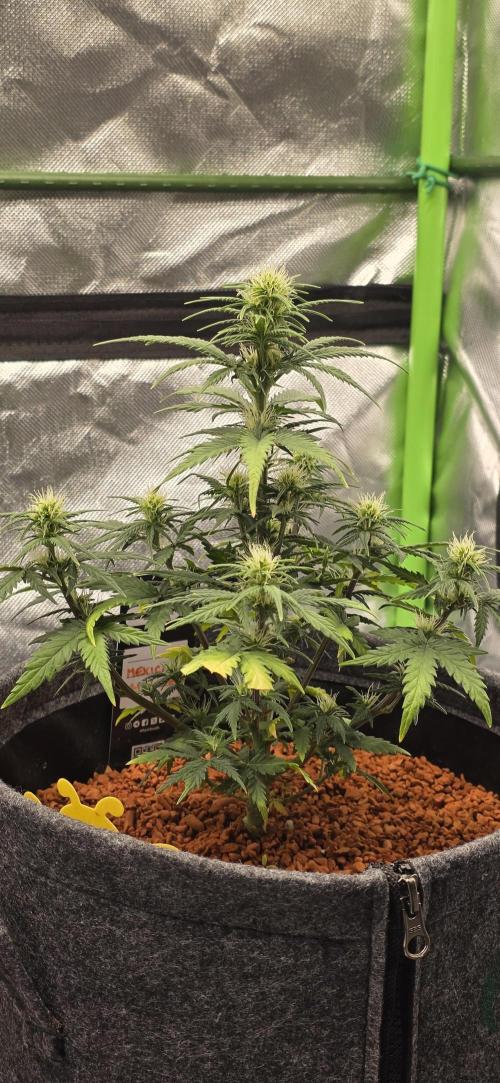 Mexican Airlines Auto. Week 7 - 1. Bild nach meiner Rückkehr