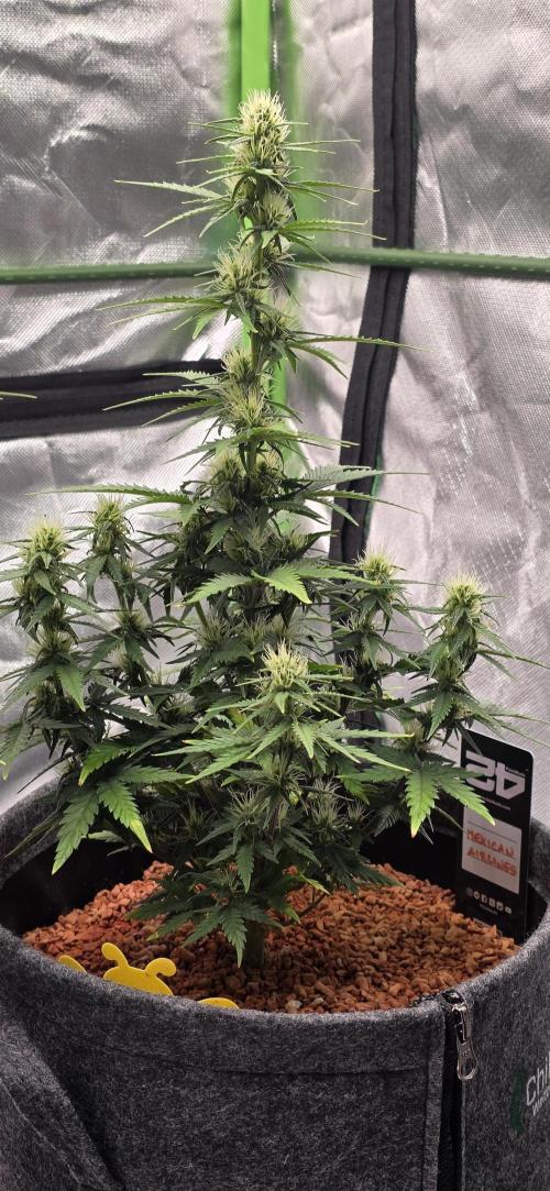 Mexican Airlines Auto. Week 7 - 1 Woche später...