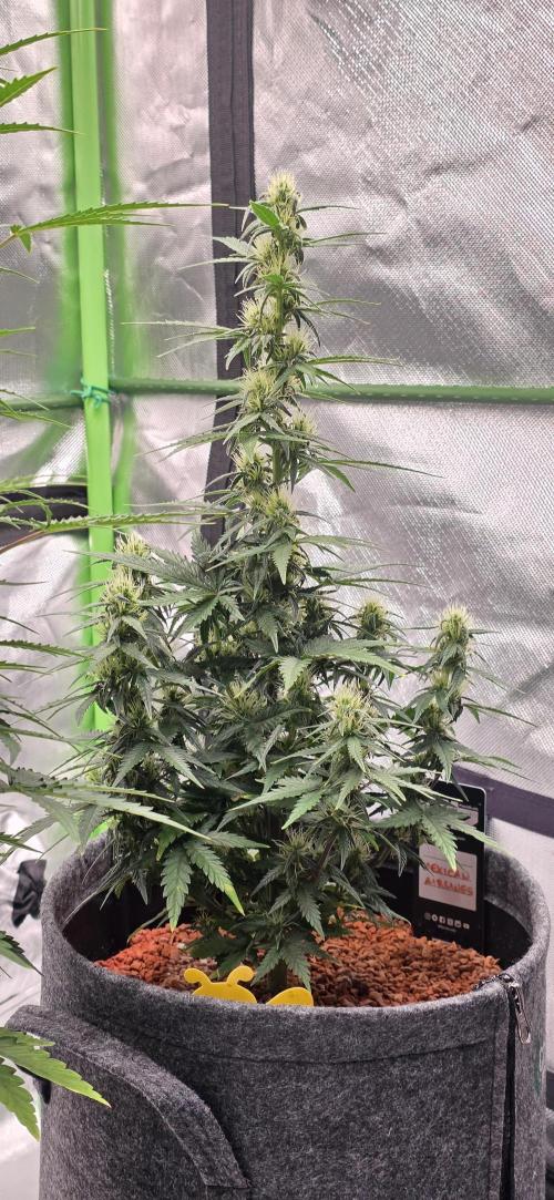 Mexican Airlines Auto. Week 8