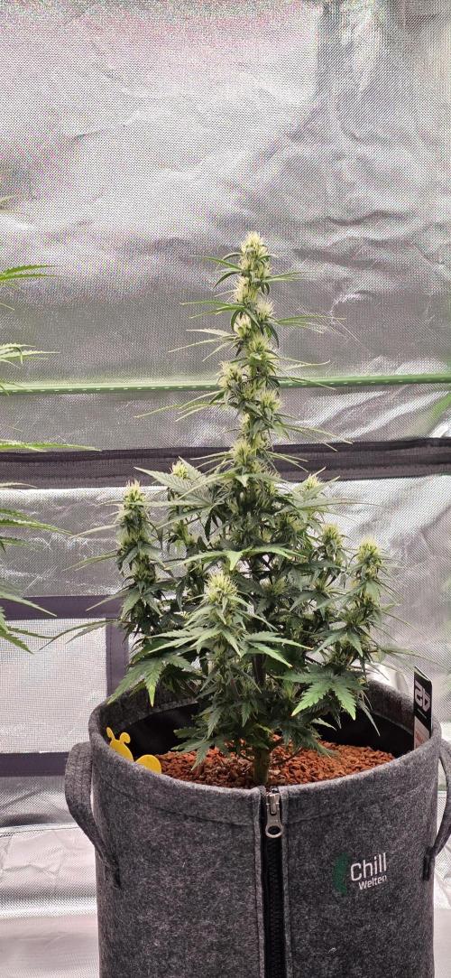 Mexican Airlines Auto. Week 8