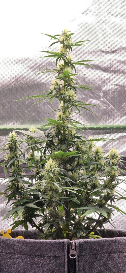 Mexican Airlines Auto. Week 8