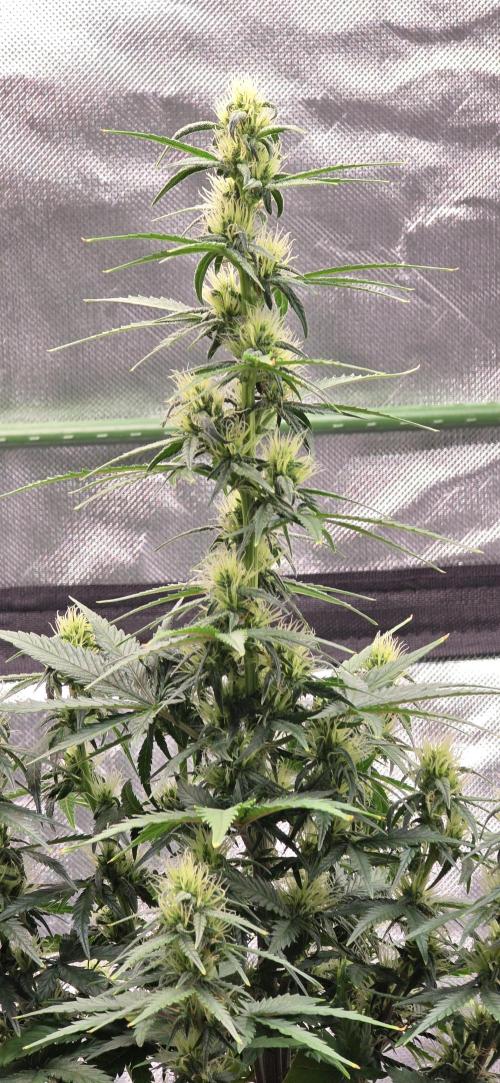 Mexican Airlines Auto. Week 8