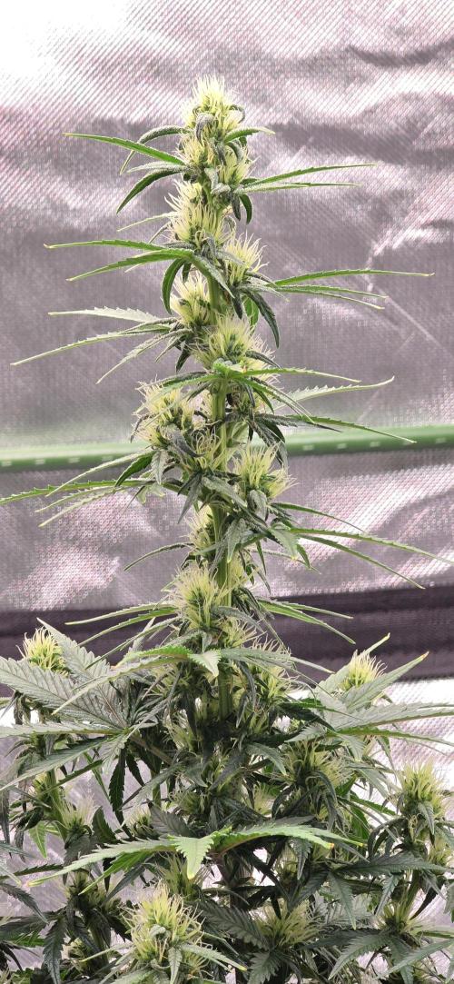 Mexican Airlines Auto. Week 8