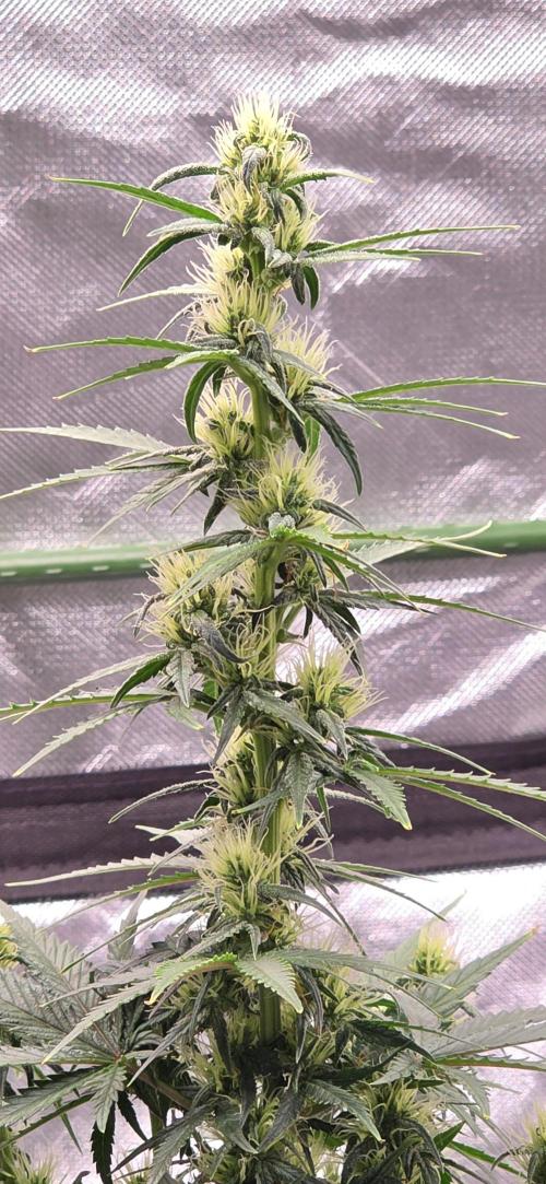 Mexican Airlines Auto. Week 8