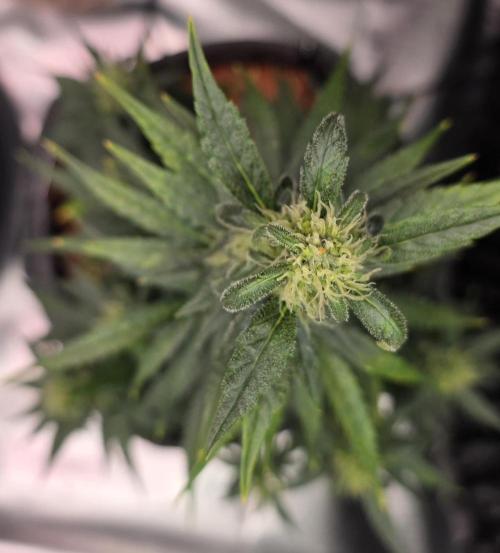 Mexican Airlines Auto. Week 8