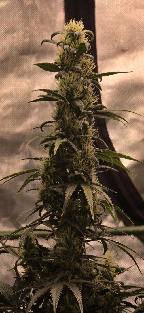 Mexican Airlines Auto. Week 9