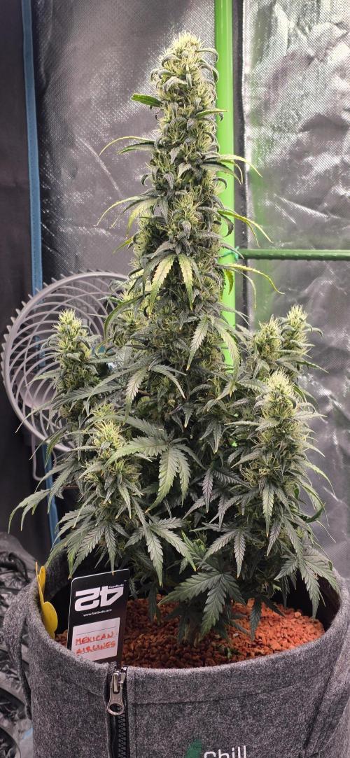 Mexican Airlines Auto. Week 9