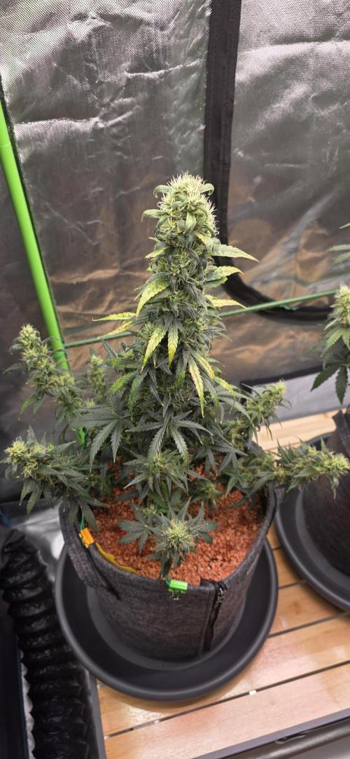 Mexican Airlines Auto. Week 9