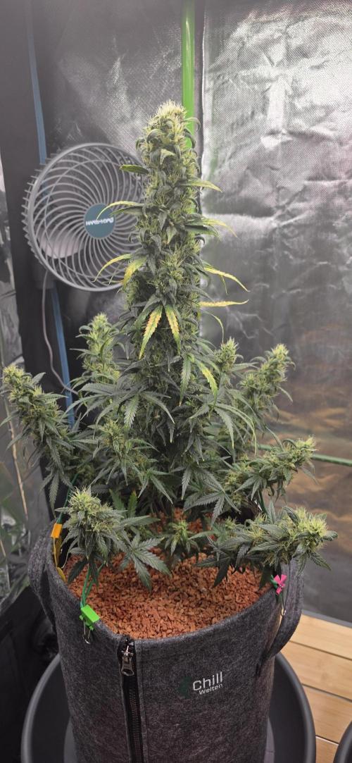 Mexican Airlines Auto. Week 9