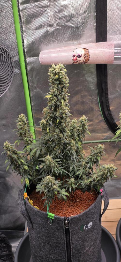 Mexican Airlines Auto. Week 10